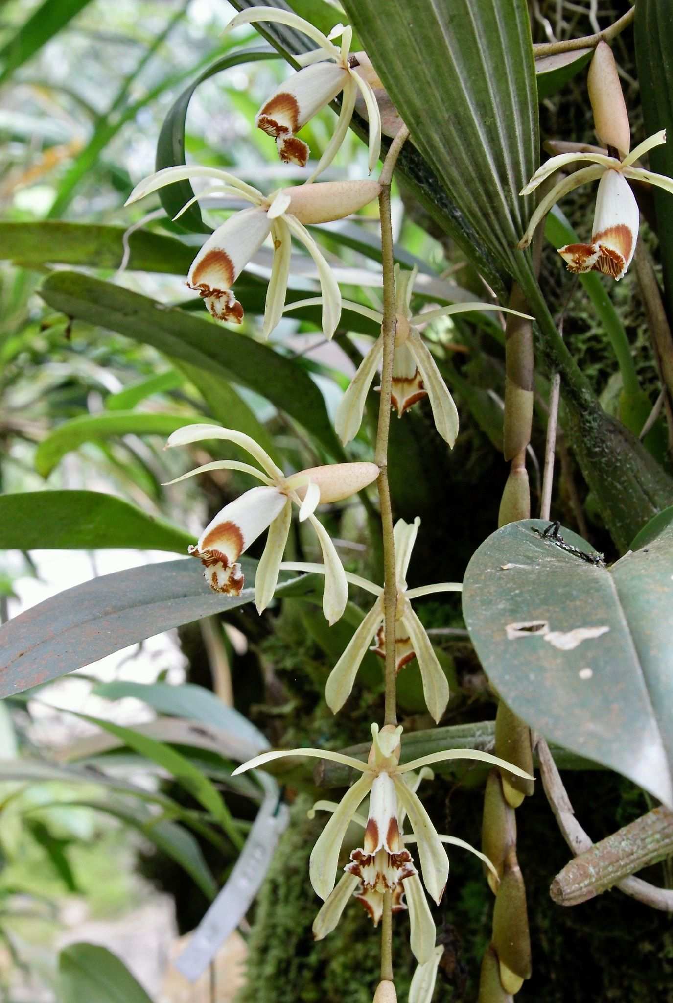 Coelogyne pulverula