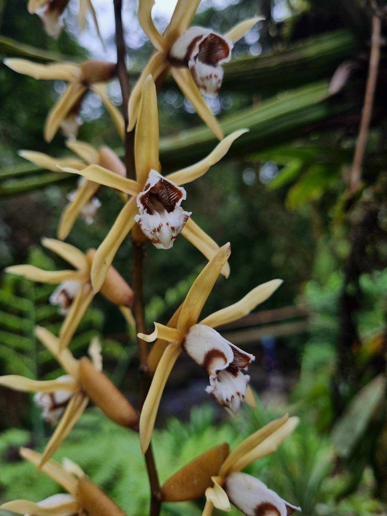Coelogyne pulverula
