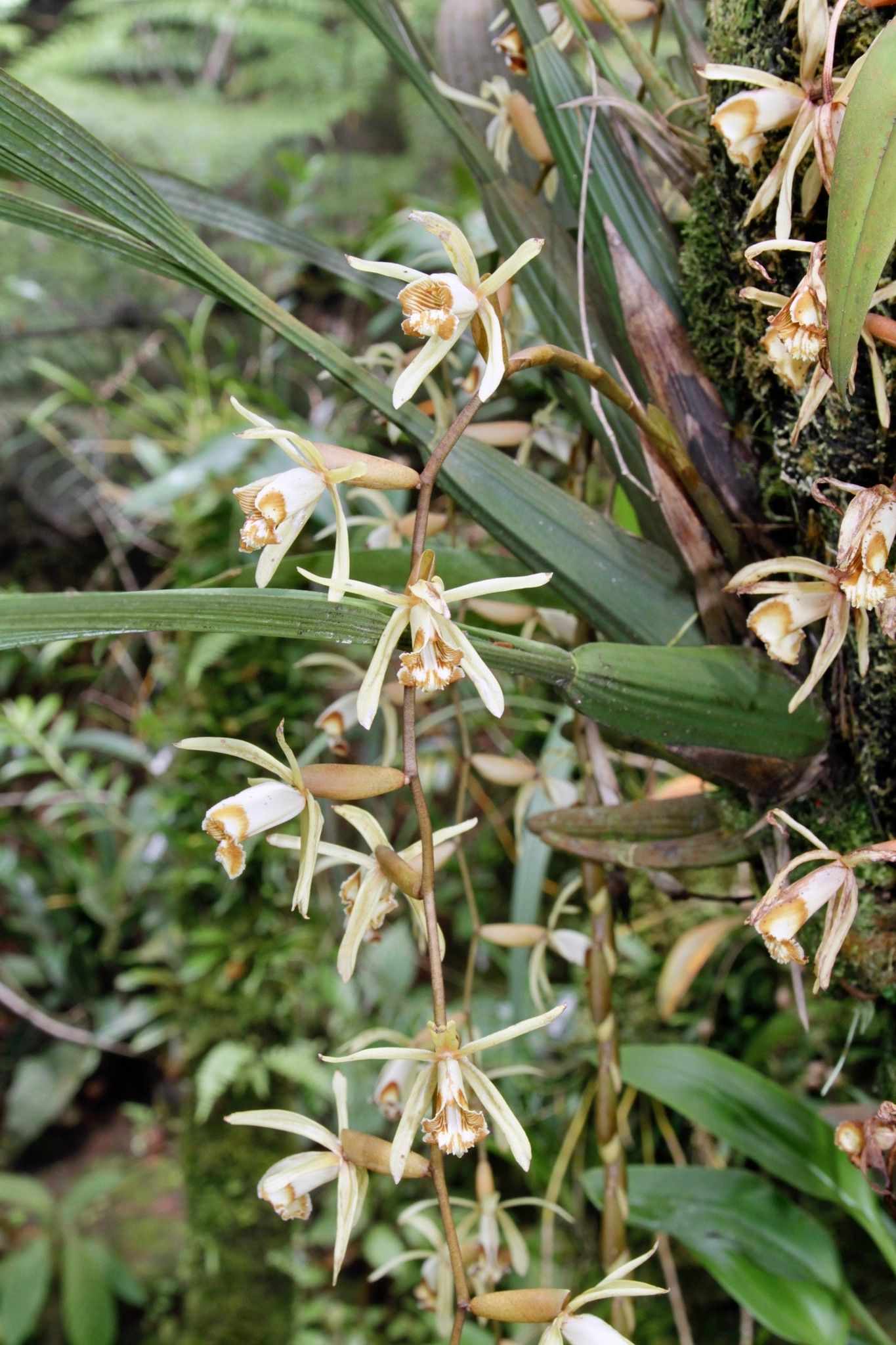 Coelogyne pulverula