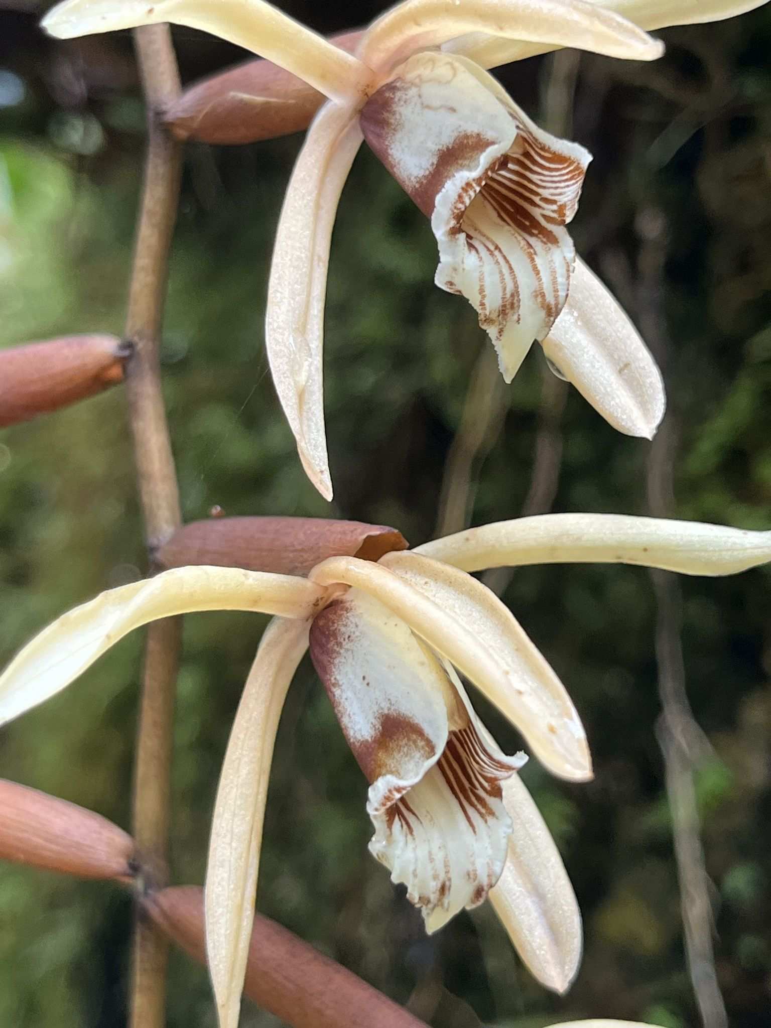 Coelogyne pulverula