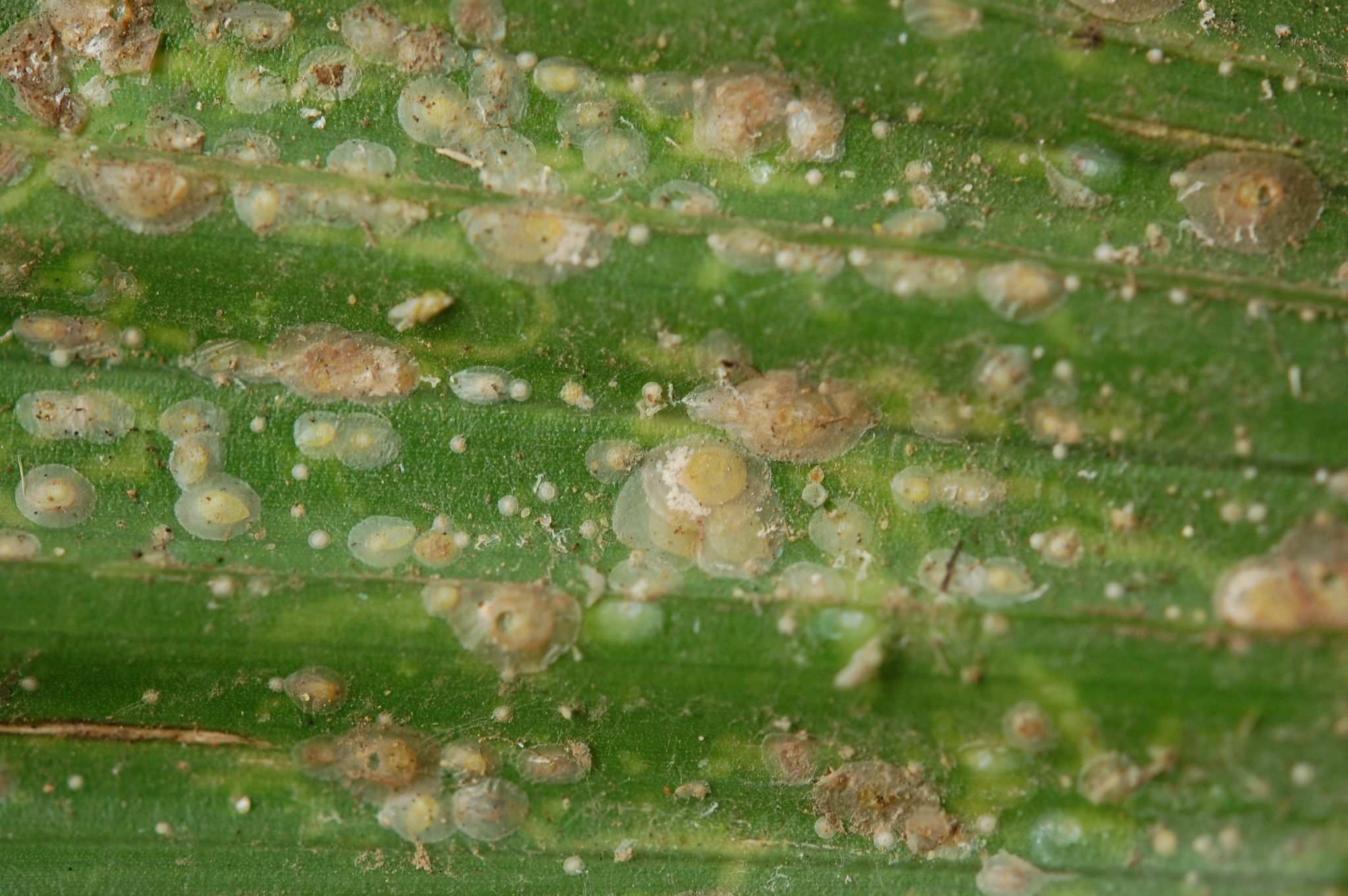Aspidiotus rigidus