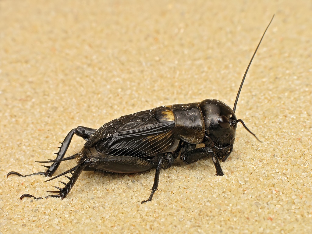 Gryllus campestris