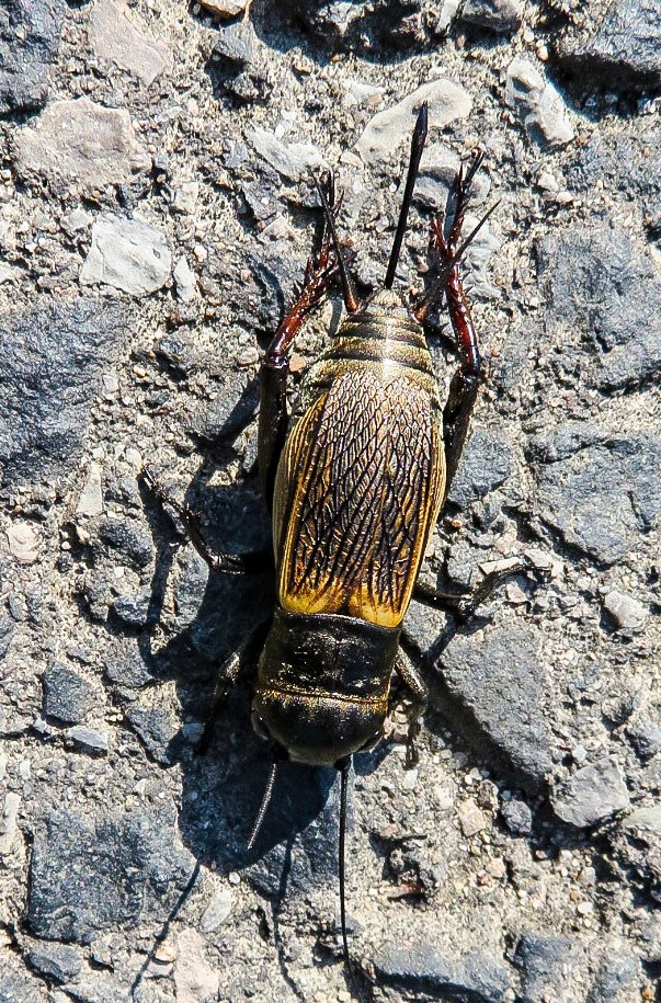 Gryllus campestris