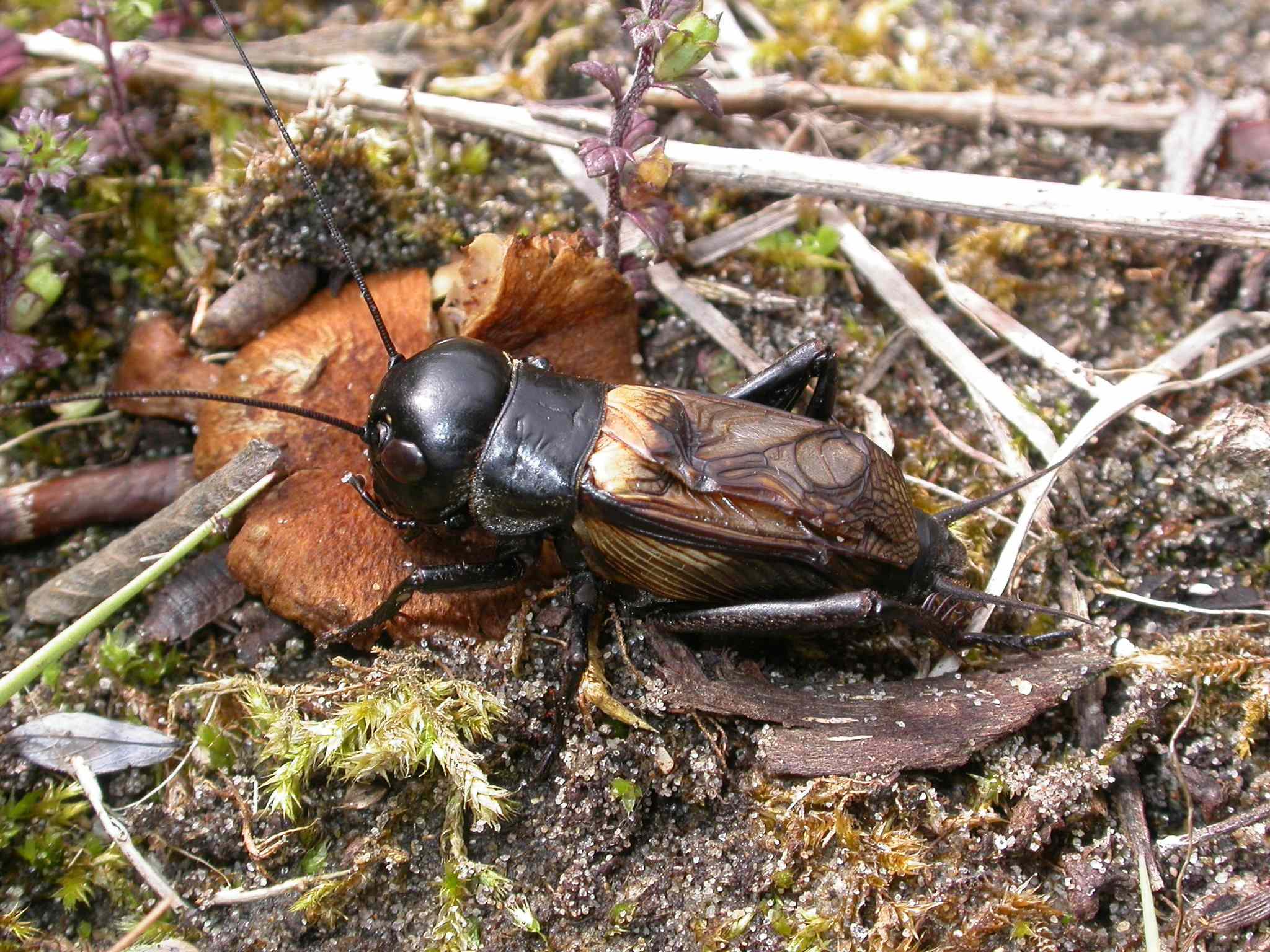 Gryllus campestris