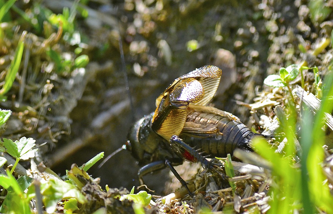 Gryllus campestris