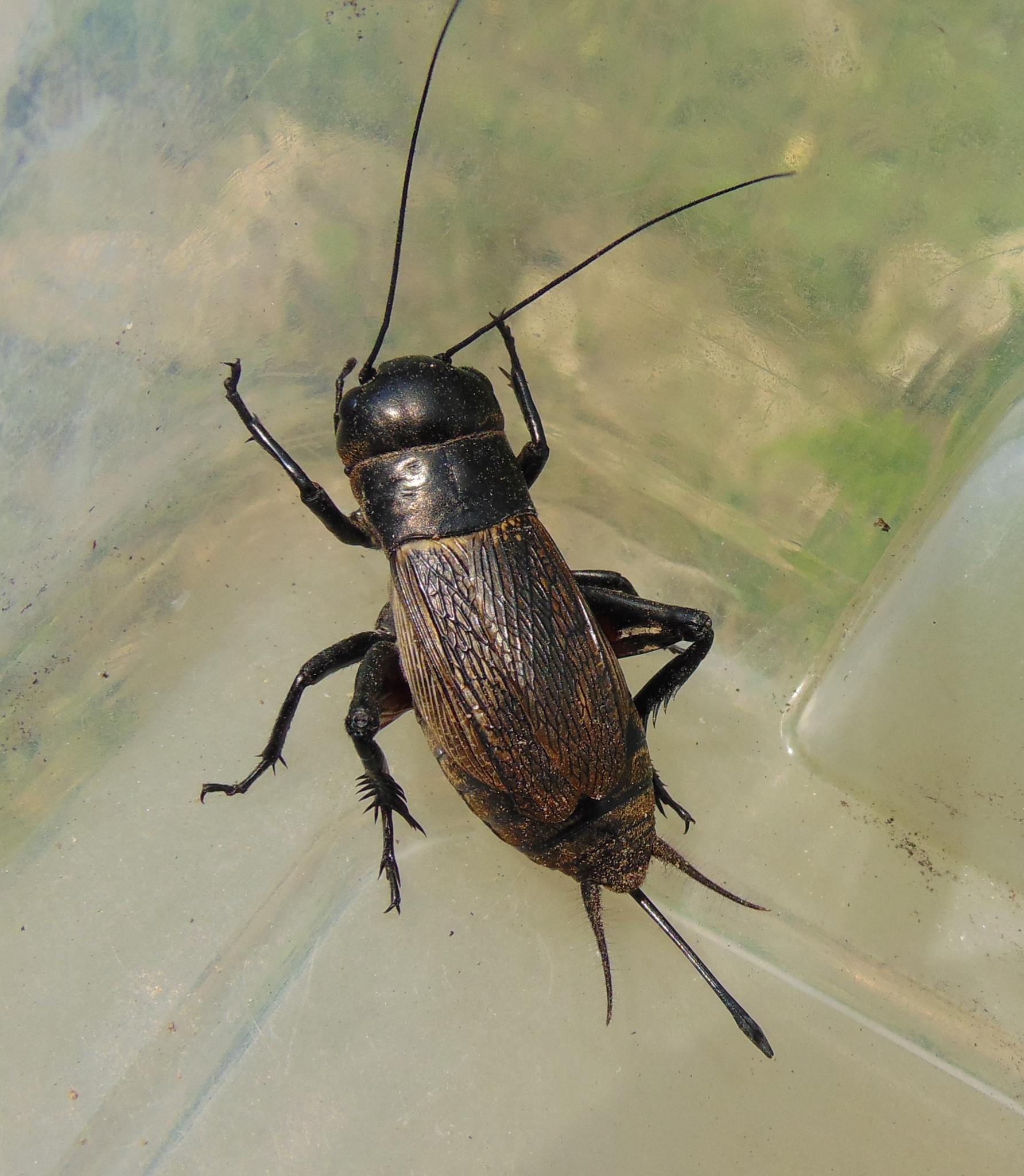 Gryllus campestris