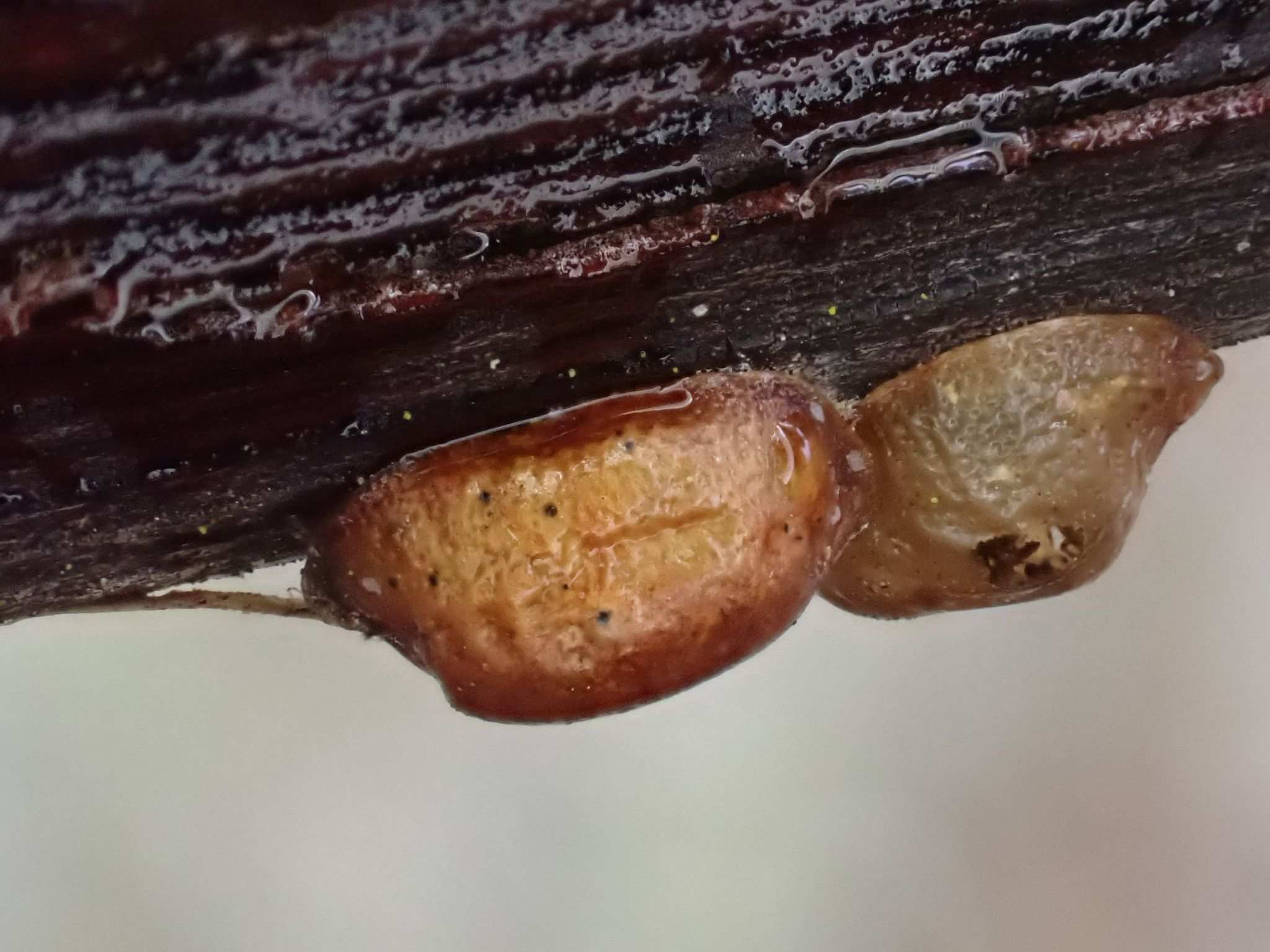 Parthenolecanium persicae