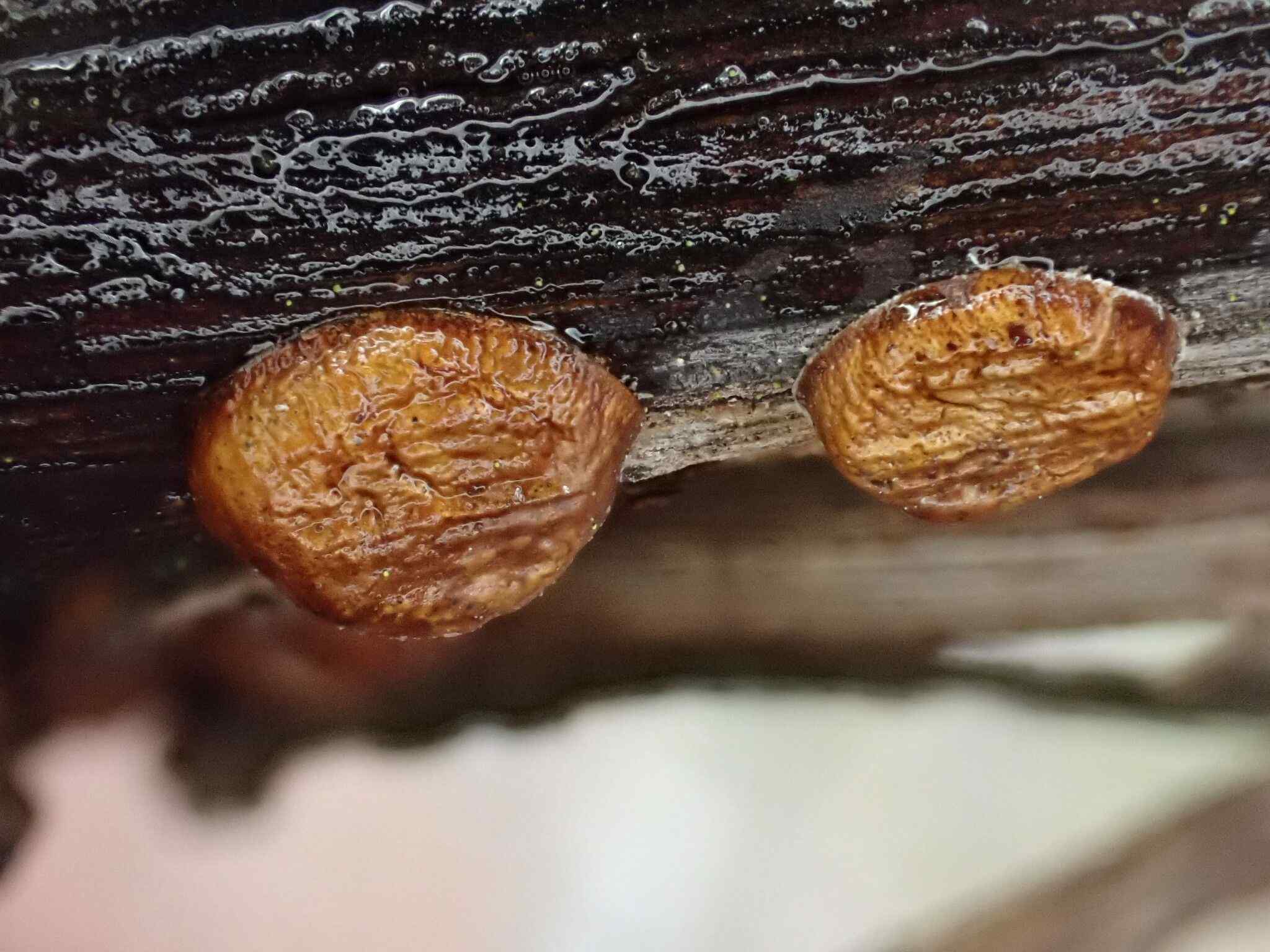 Parthenolecanium persicae