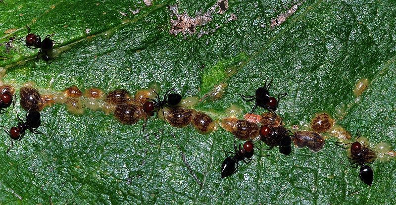 Parthenolecanium persicae