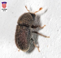 Hypoborus ficus