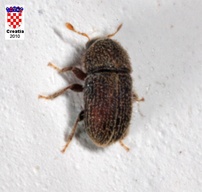 Hypoborus ficus