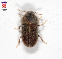 Hypoborus ficus
