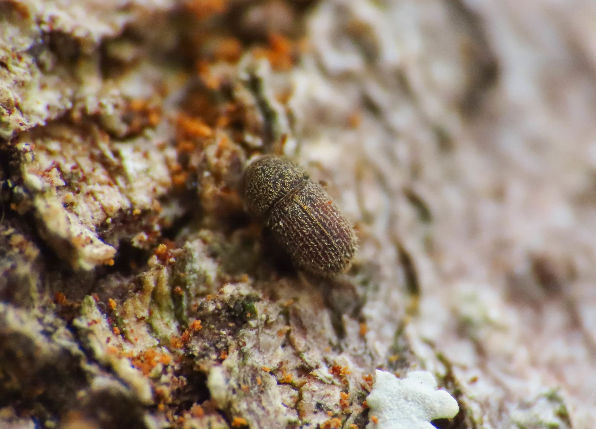 Hypoborus ficus