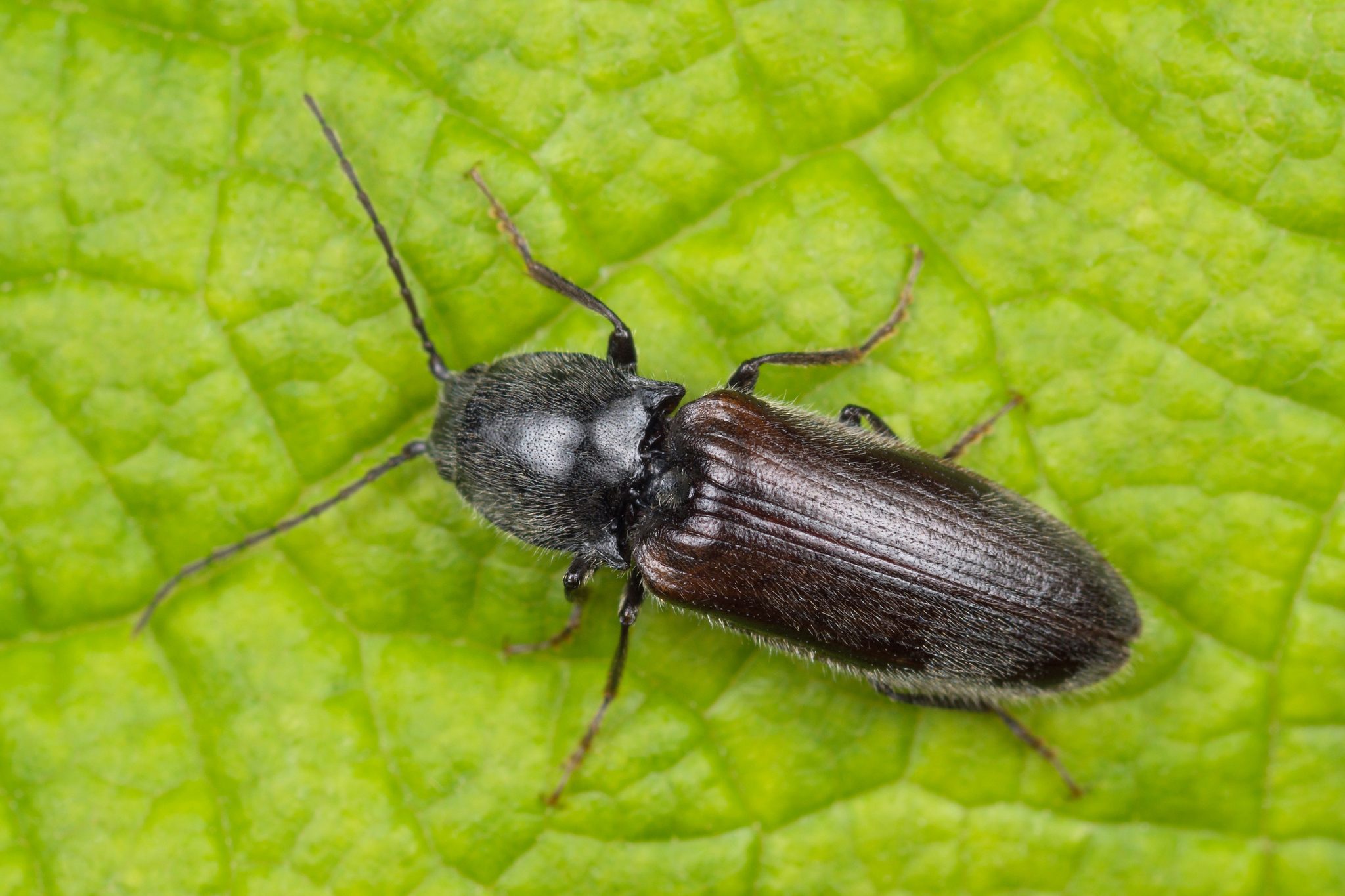 Hemicrepidius niger