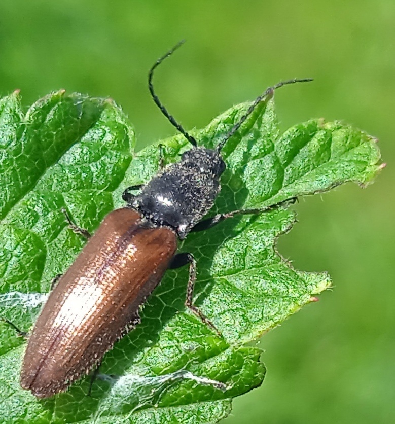 Hemicrepidius niger