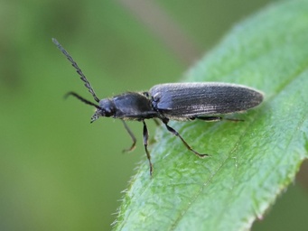 Hemicrepidius niger