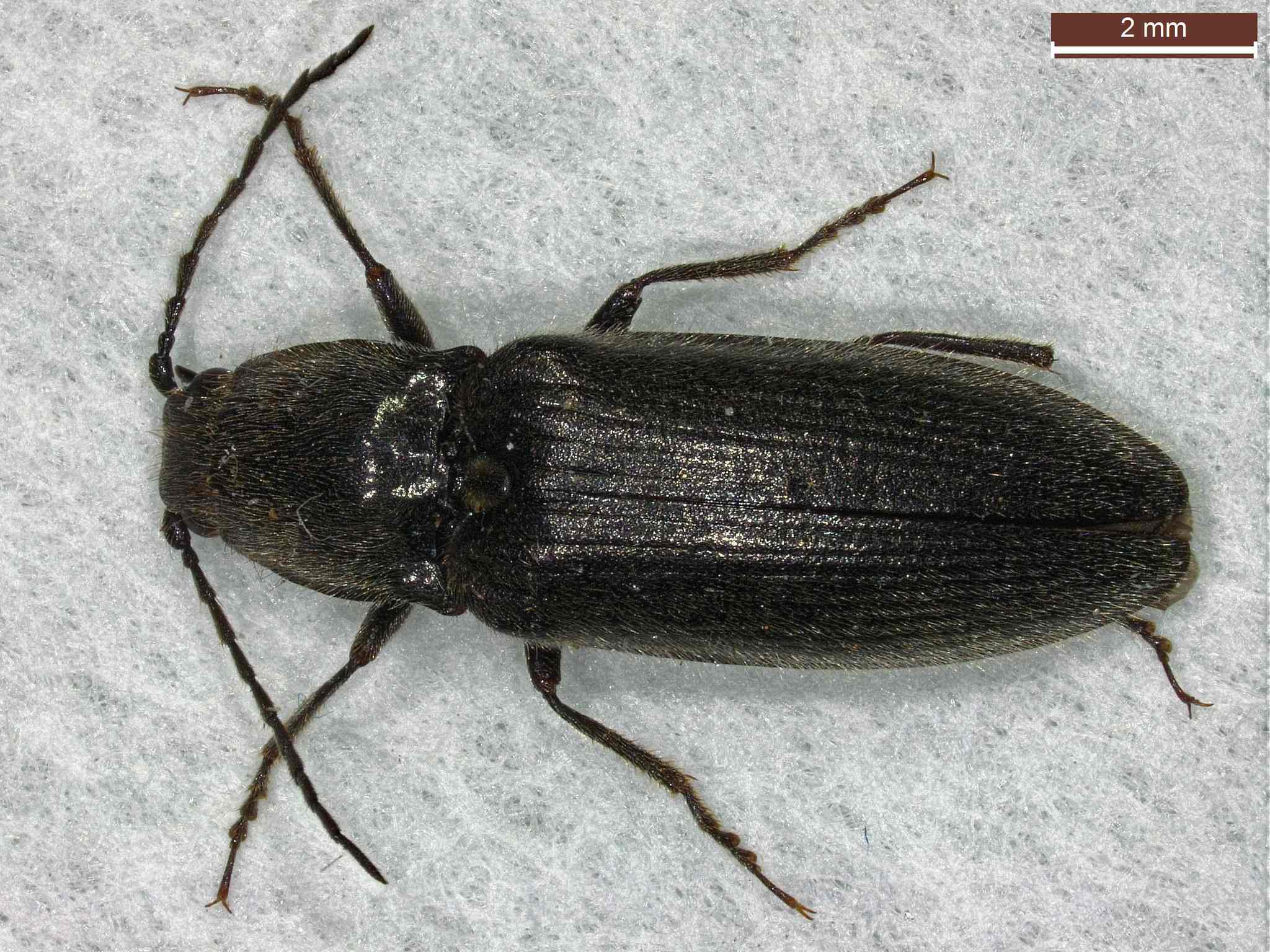 Hemicrepidius niger