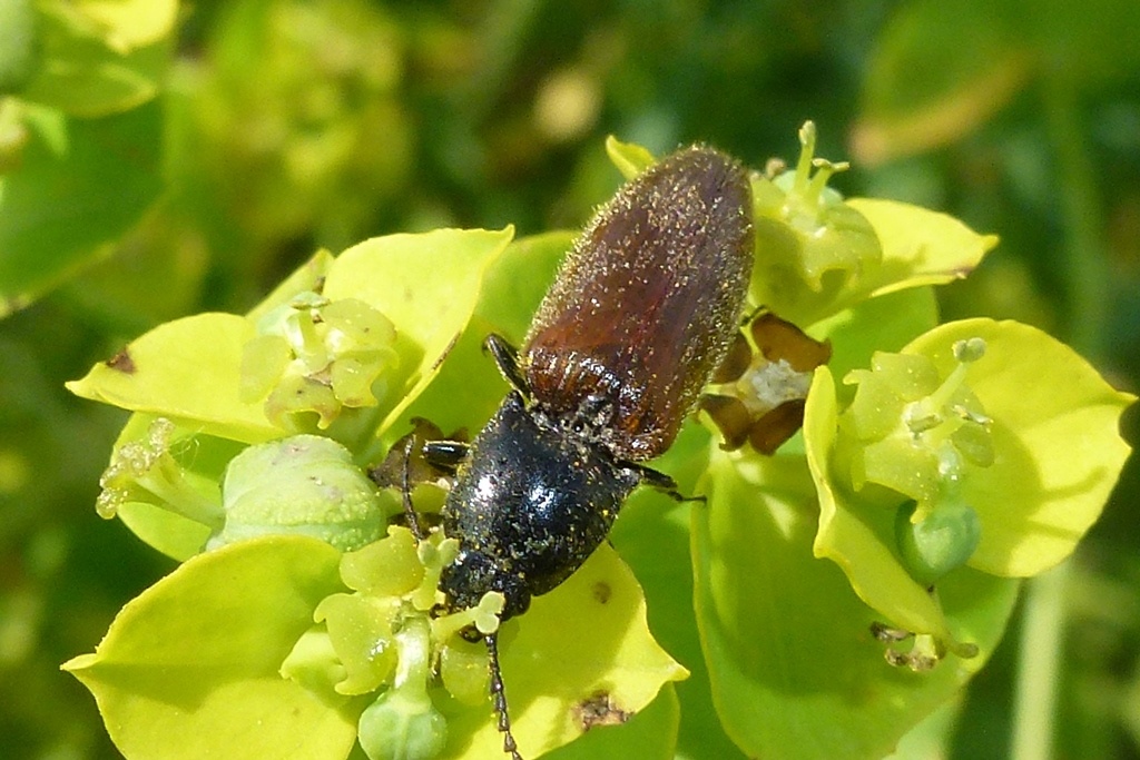 Hemicrepidius niger