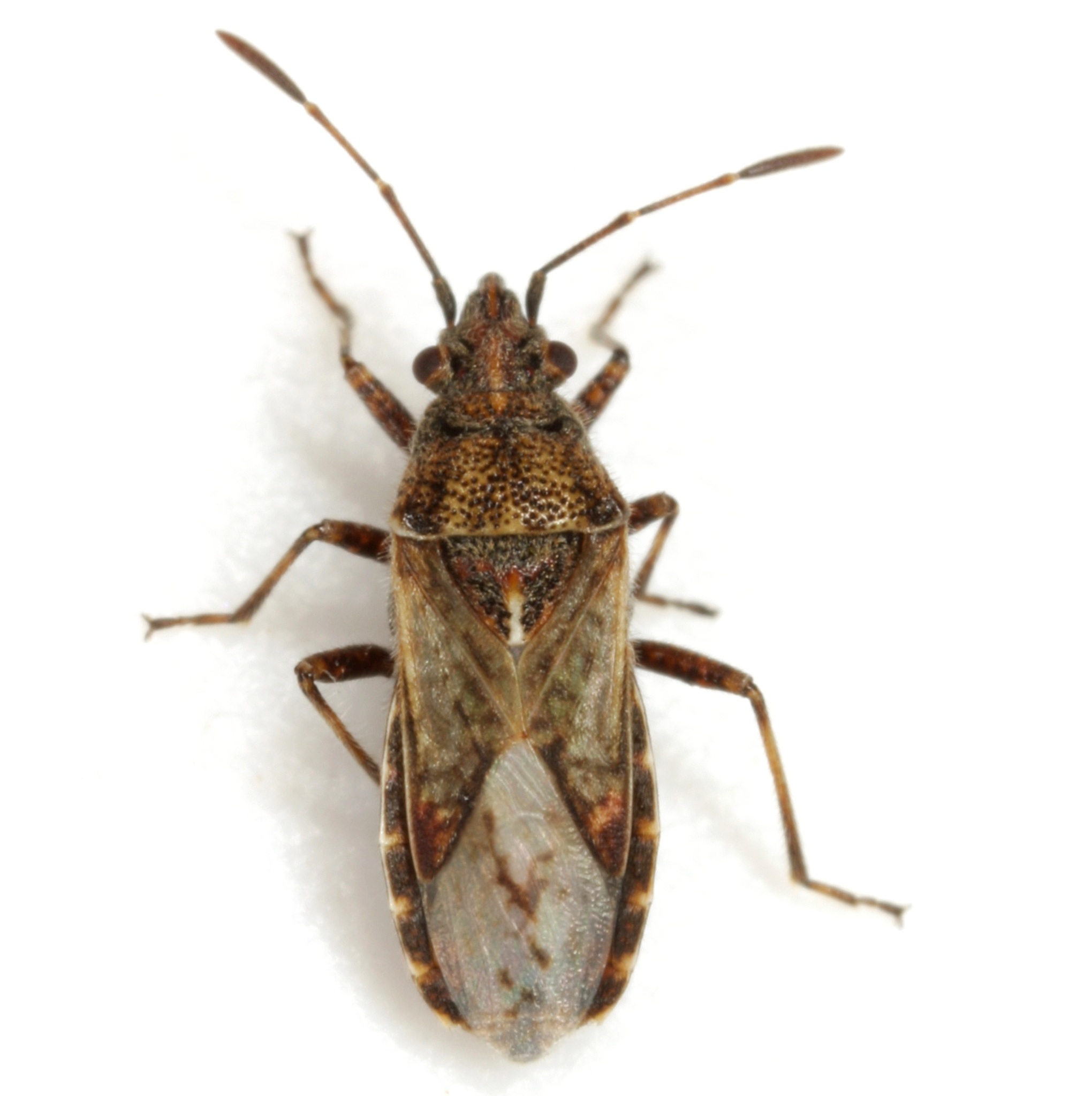Neortholomus