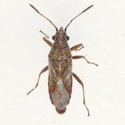 Neortholomus