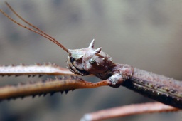 Medauroidea extradentata