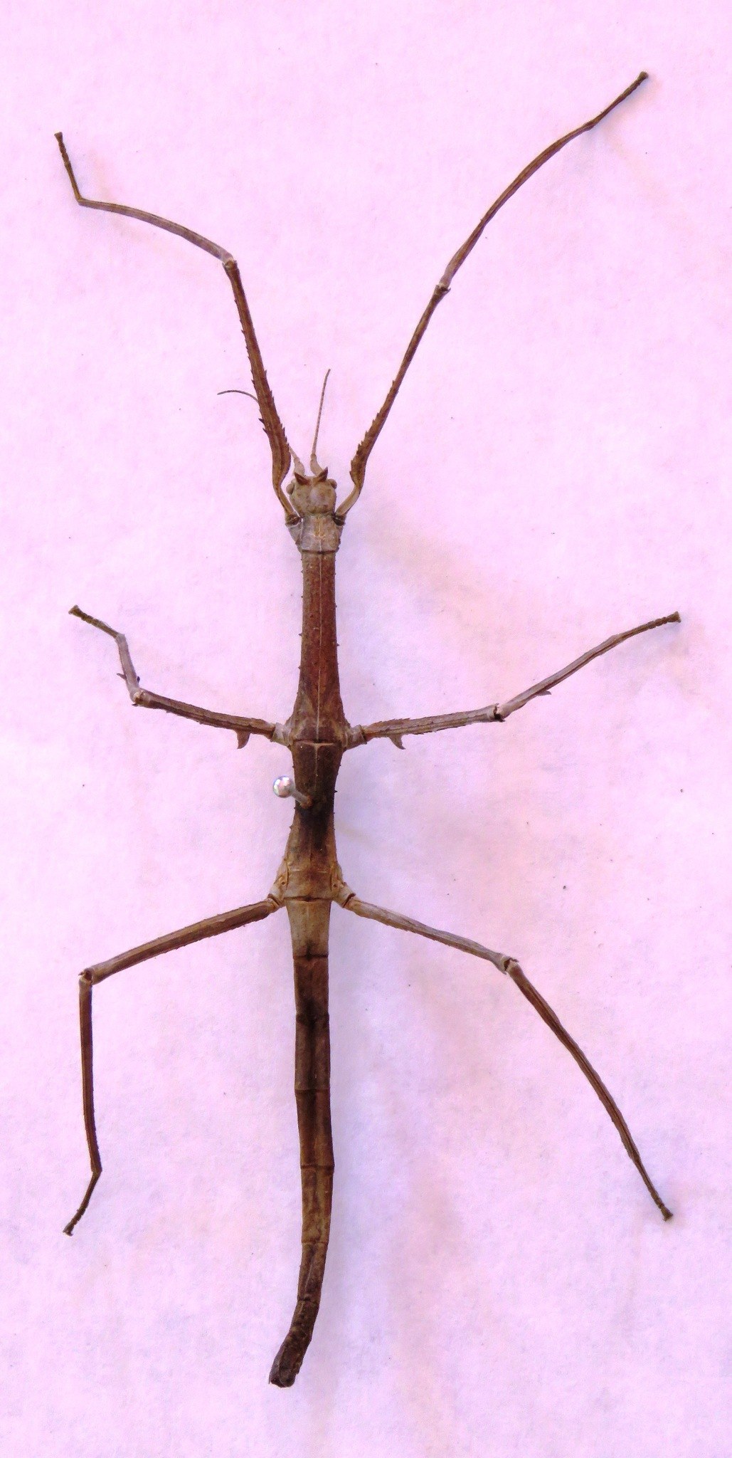 Medauroidea extradentata
