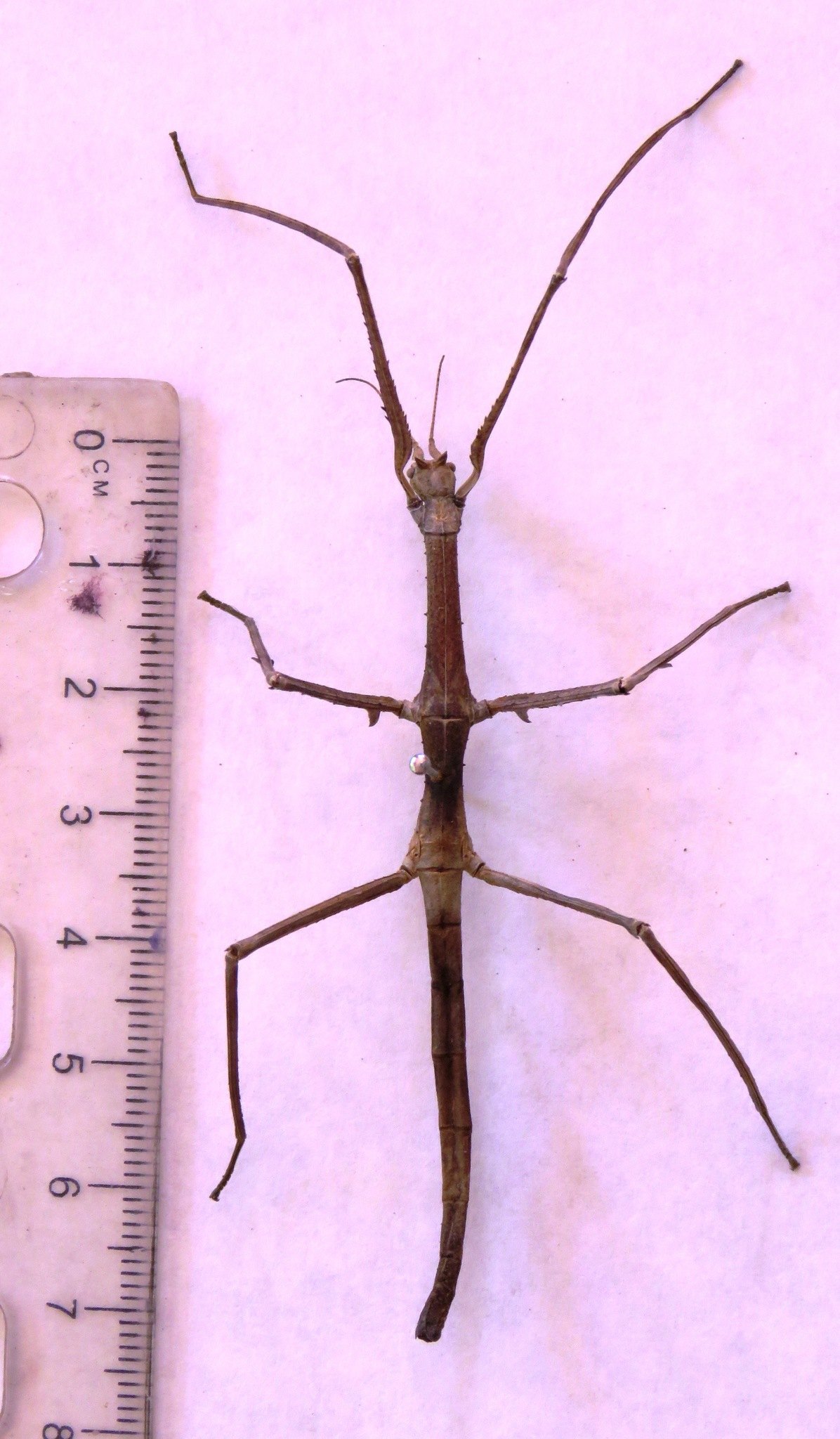 Medauroidea extradentata