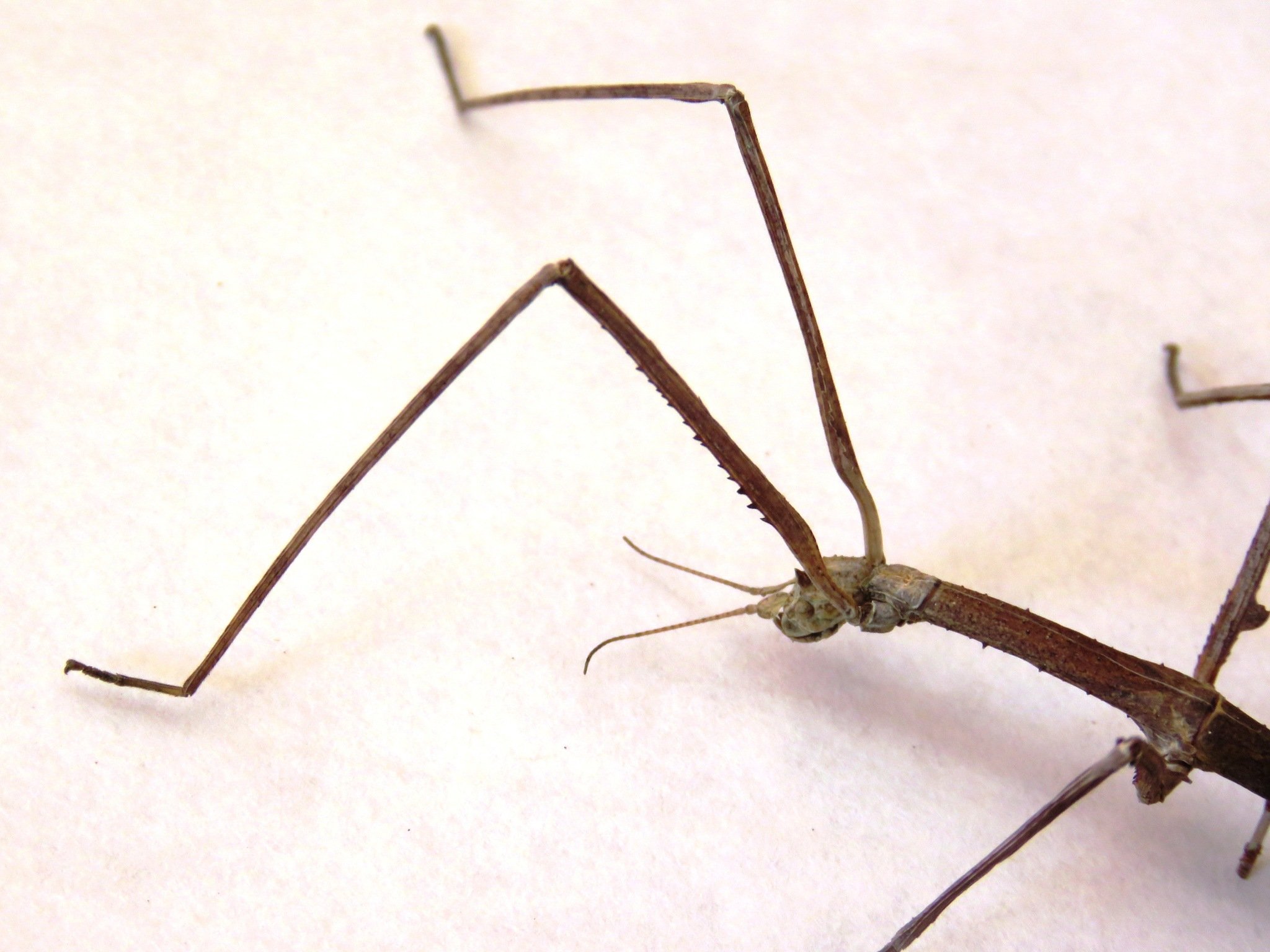 Medauroidea extradentata