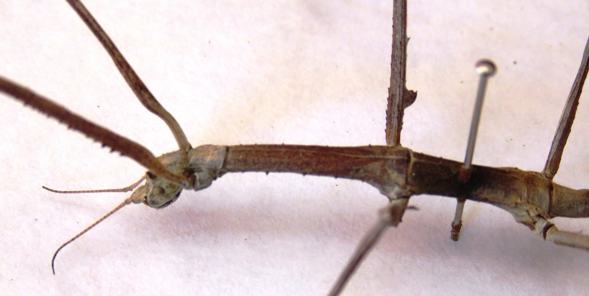 Medauroidea extradentata