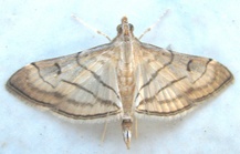 Marasmia trapezalis