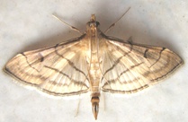 Marasmia trapezalis