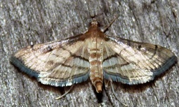 Marasmia trapezalis