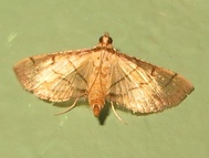 Marasmia trapezalis