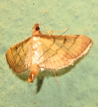 Marasmia trapezalis