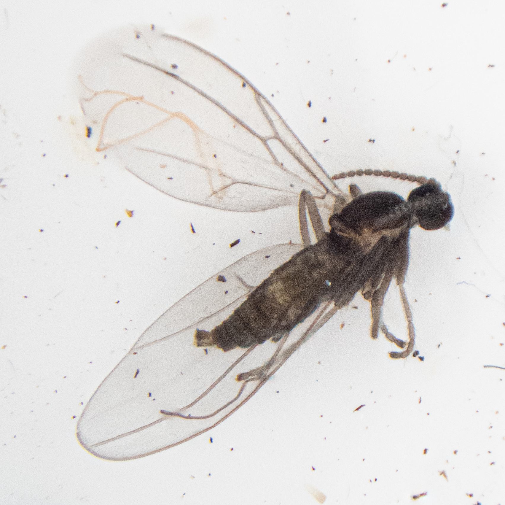 Campylomyza