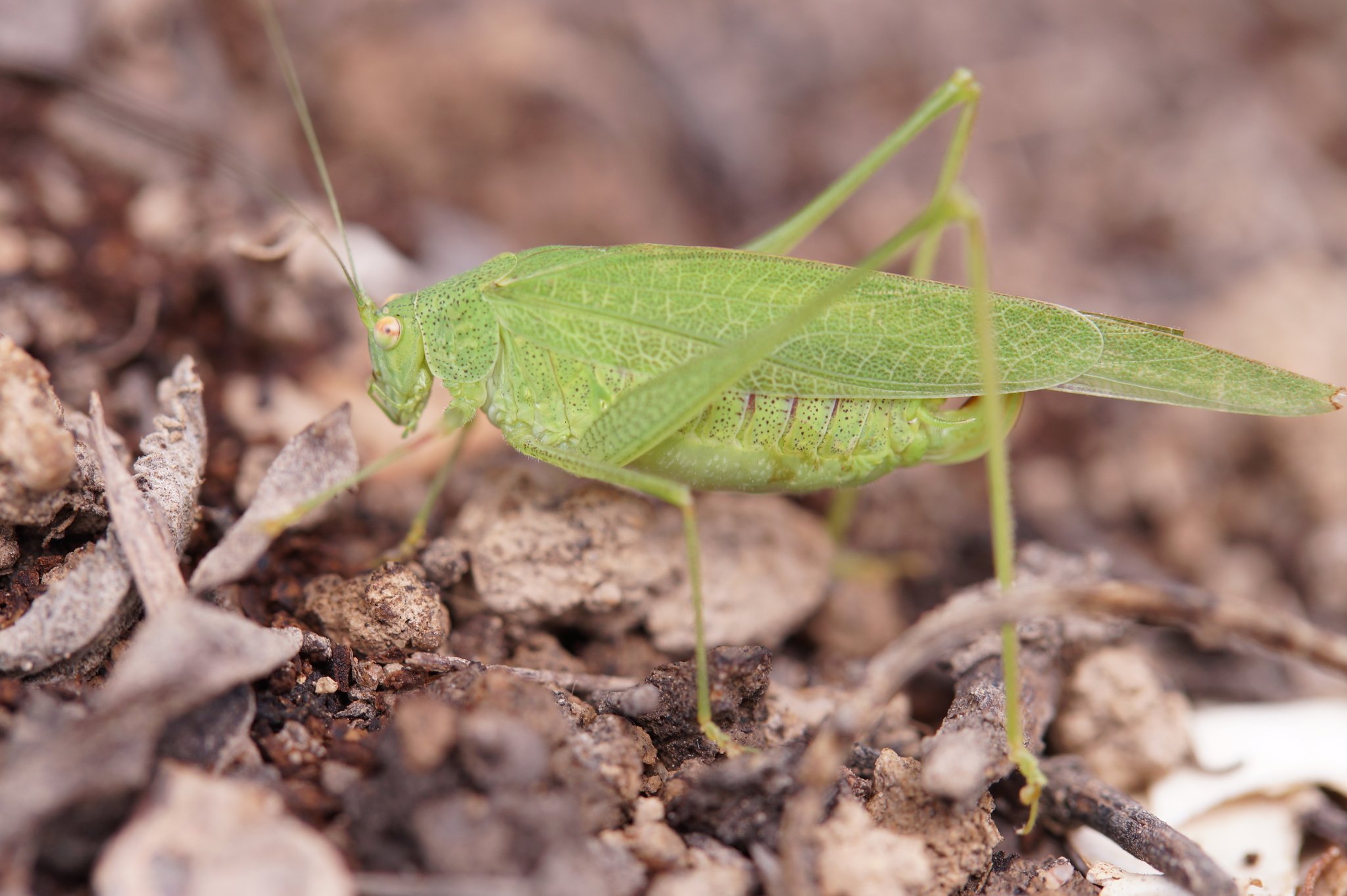 Phaneroptera