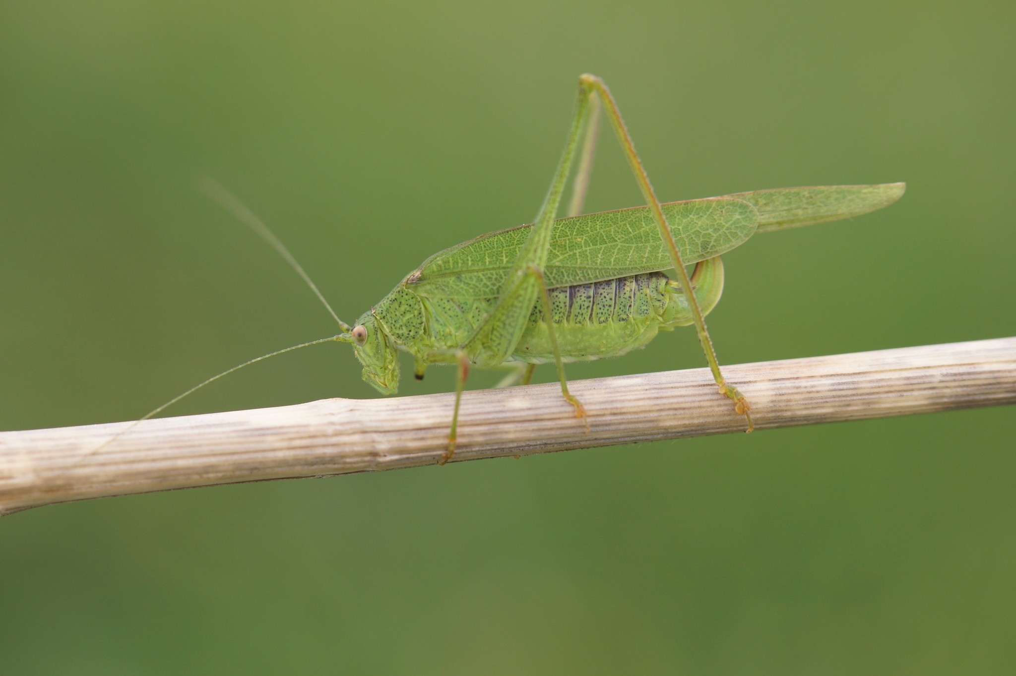 Phaneroptera