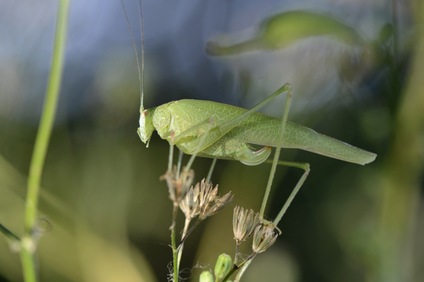 Phaneroptera