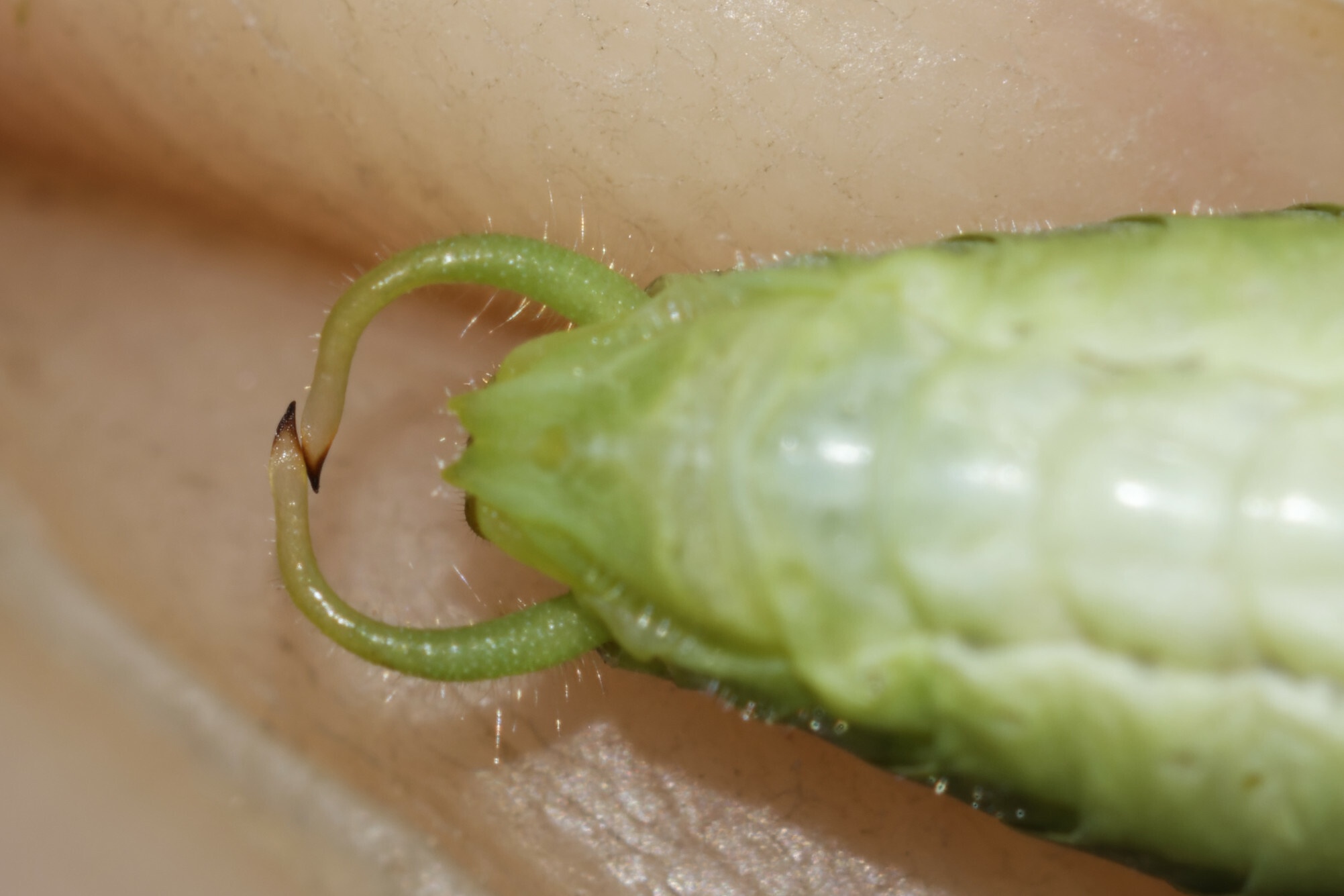 Phaneroptera