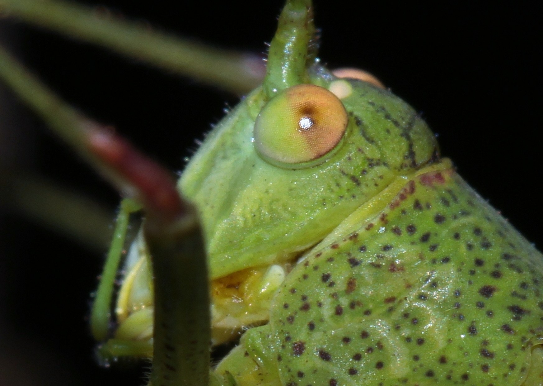 Phaneroptera