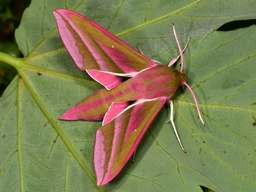 Deilephila elpenor