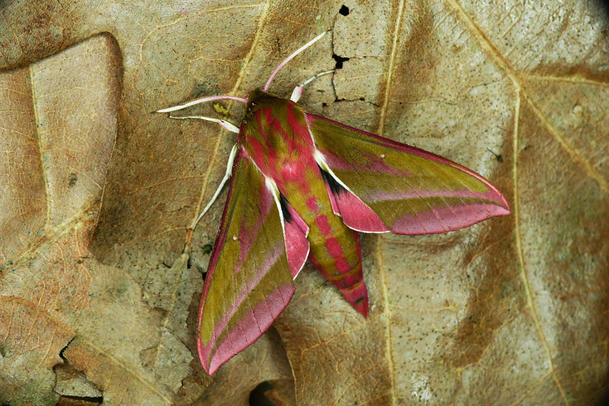 Deilephila elpenor