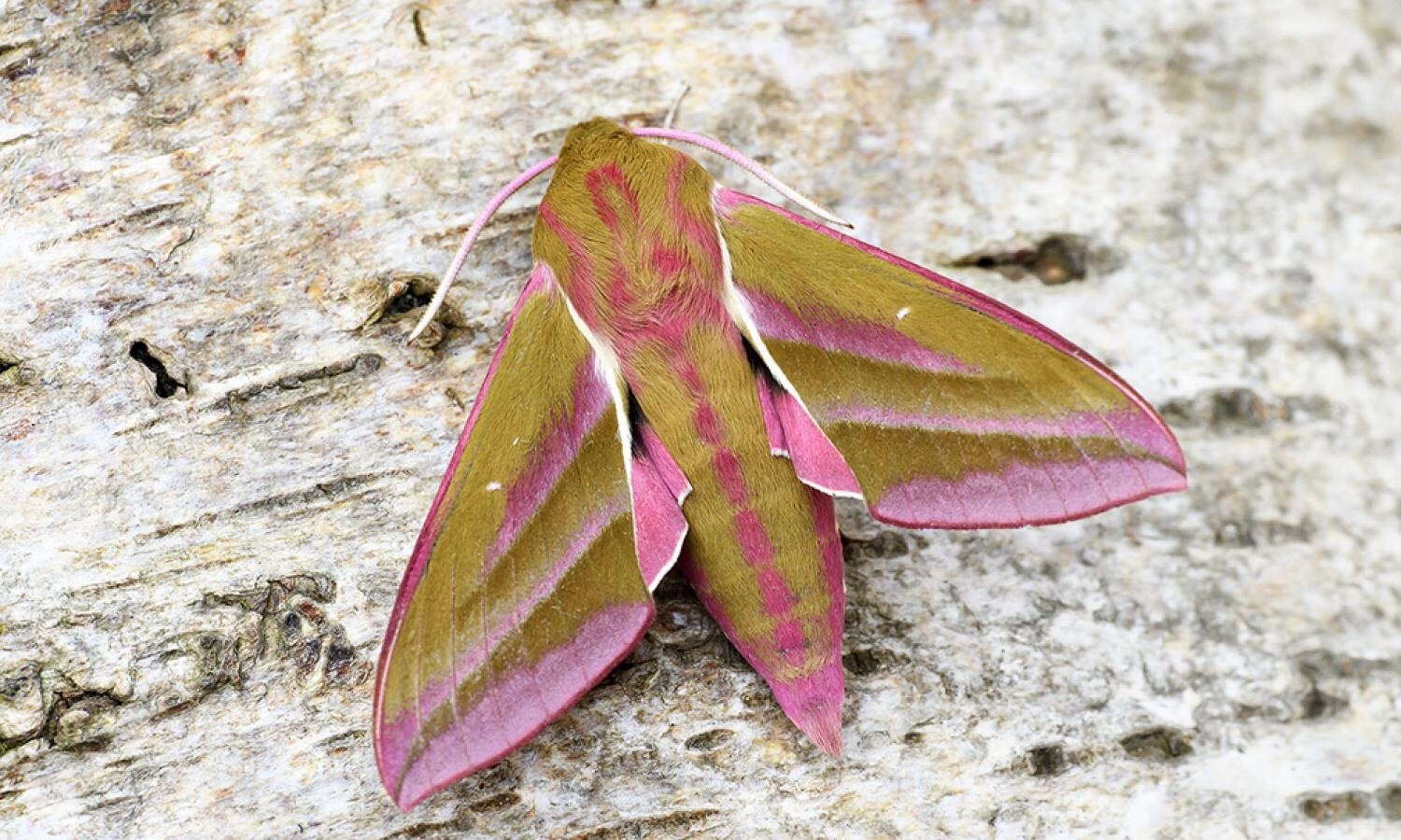 Deilephila elpenor