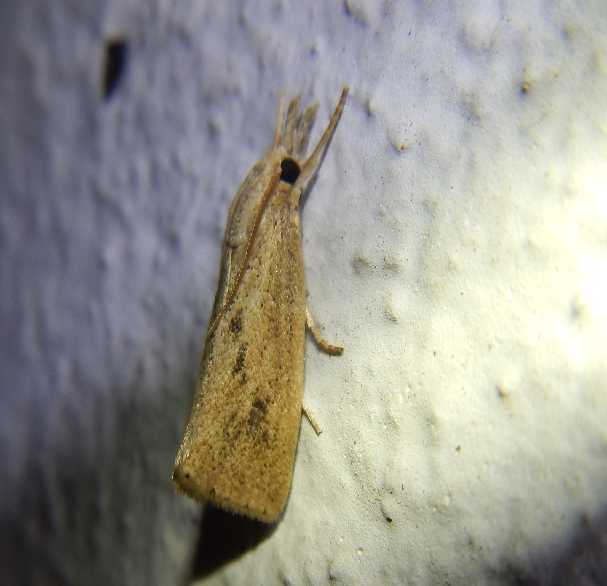 Chilo suppressalis