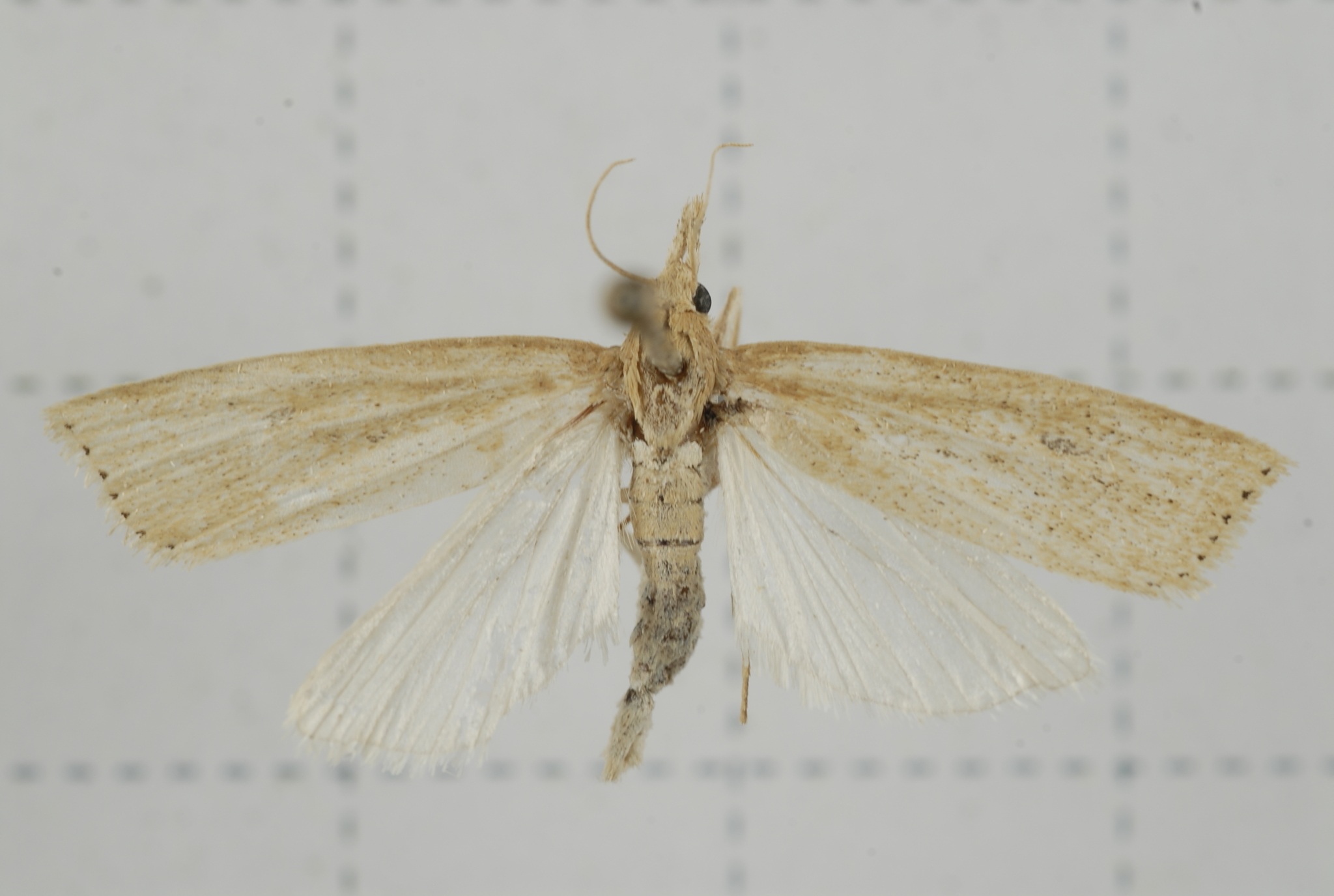 Chilo suppressalis