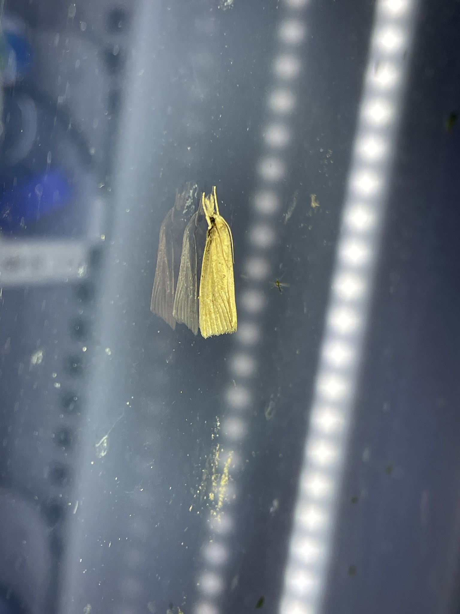 Chilo suppressalis