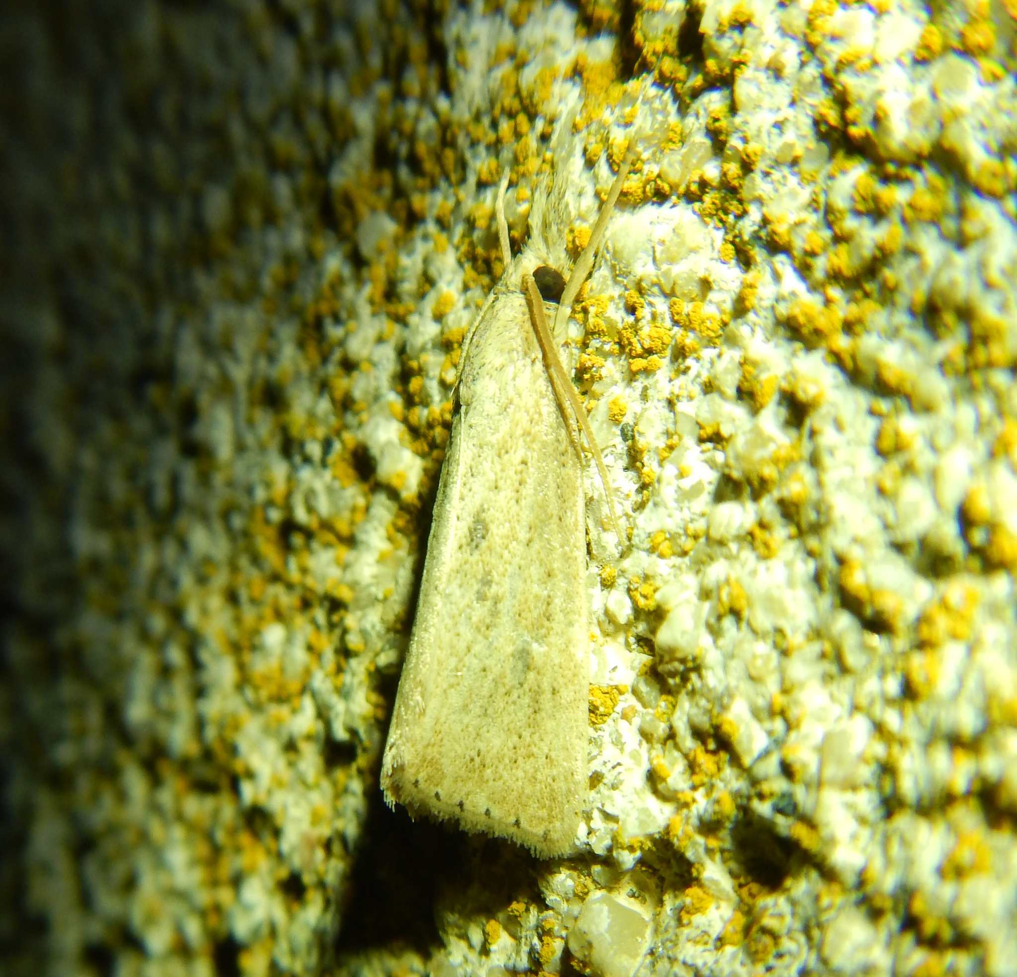 Chilo suppressalis