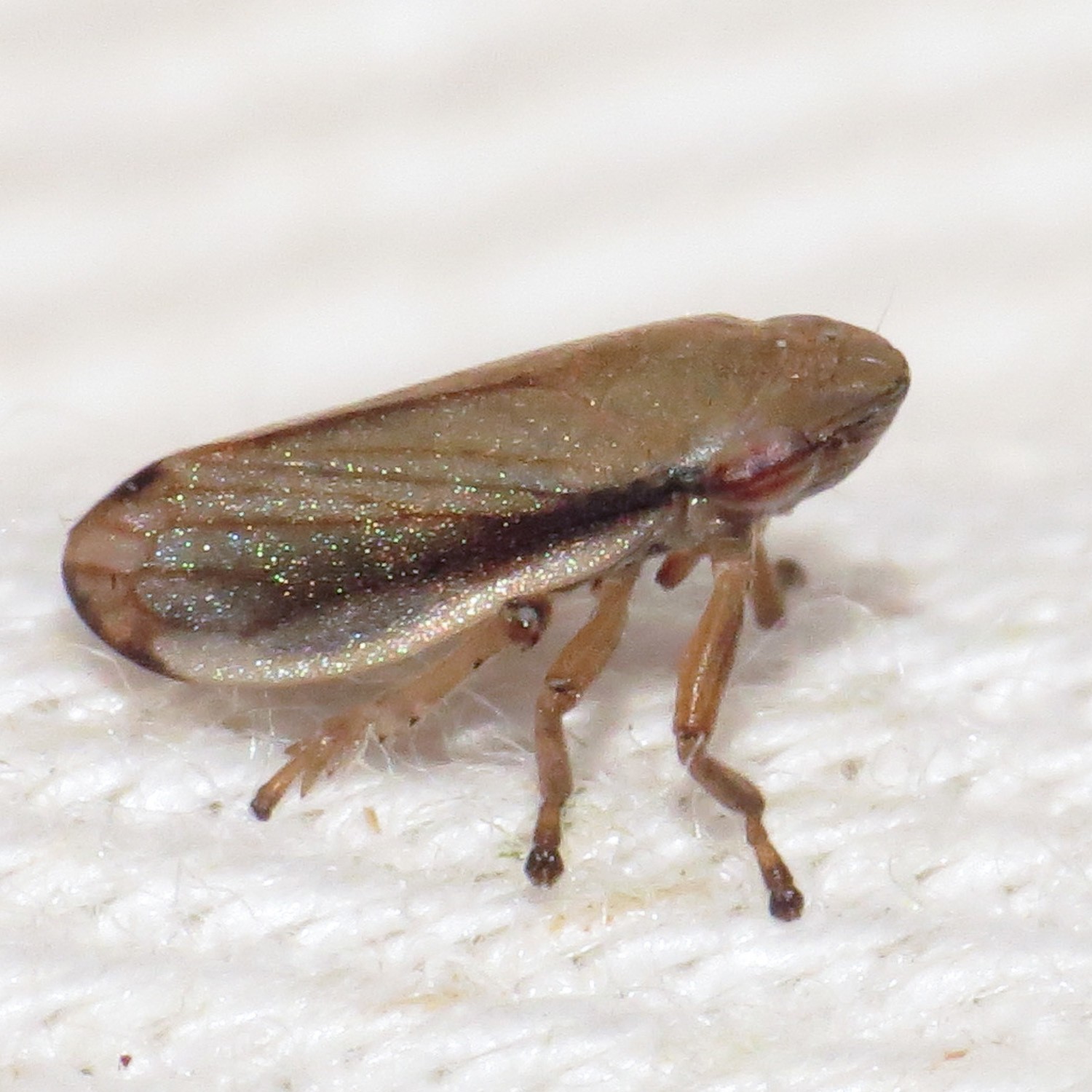 Neophilaenus