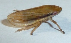 Neophilaenus