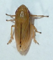 Neophilaenus